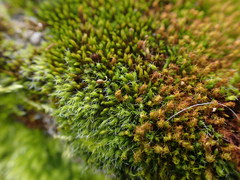 Vinealobryum insulanum