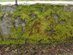 Vinealobryum insulanum