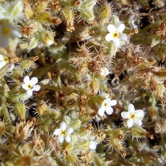 Johnstonella racemosa
