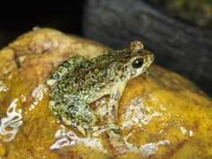Rhinella veraguensis