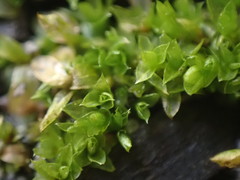 Funaria hygrometrica