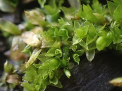 Funaria hygrometrica