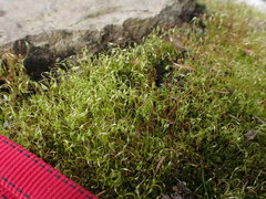 Funaria hygrometrica