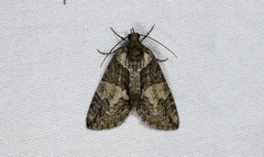 Hydriomena transfigurata