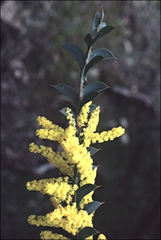Acacia triptera