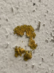 Xanthoria parietina