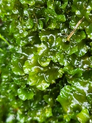 Phaeoceros carolinianus