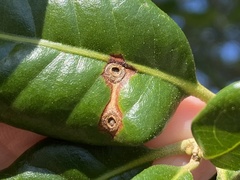 Polystepha