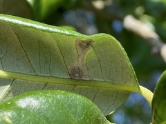 Polystepha