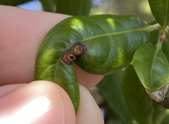 Polystepha