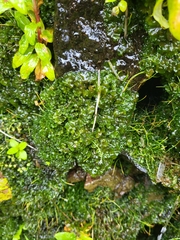 Phaeoceros carolinianus