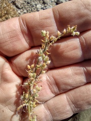 Johnstonella racemosa