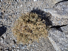 Johnstonella racemosa