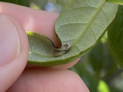 Polystepha
