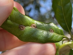 Polystepha