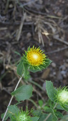 Grindelia cabrerae