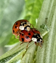 Harmonia axyridis