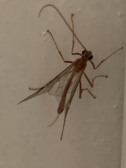 Ophion