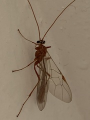 Ophion