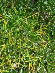 Phaeoceros carolinianus