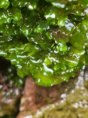 Phaeoceros carolinianus