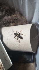 Neoclytus conjunctus