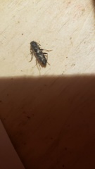 Neoclytus conjunctus