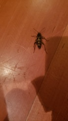 Neoclytus conjunctus