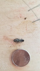 Neoclytus conjunctus