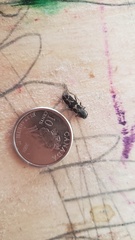 Neoclytus conjunctus