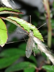 Tipuloidea