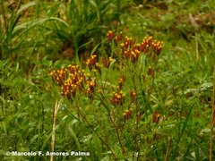 Tagetes multiflora