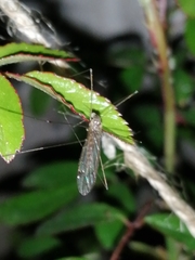 Tipuloidea