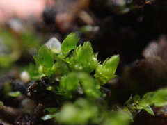 Bryum barnesii