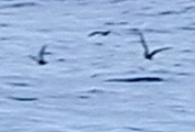Hydrobates microsoma