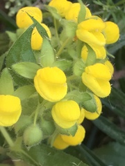 Calceolaria glandulosa