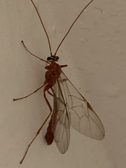 Ophion