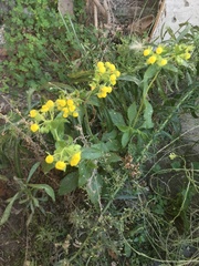 Calceolaria glandulosa