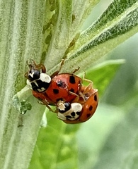 Harmonia axyridis