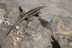 Liolaemus elongatus