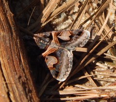 Drasteria grandirena