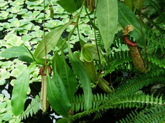 Nepenthes × hookeriana