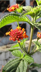 Lantana camara