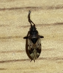 Scolopostethus decoratus