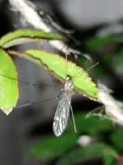 Tipuloidea