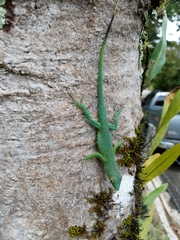Anolis aliniger