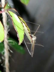 Tipuloidea