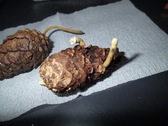 Trichoderma