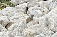 Otospermophilus beecheyi