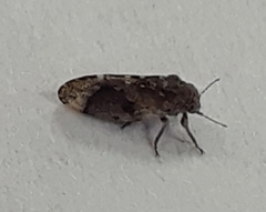 Pachypsylla celtidismamma